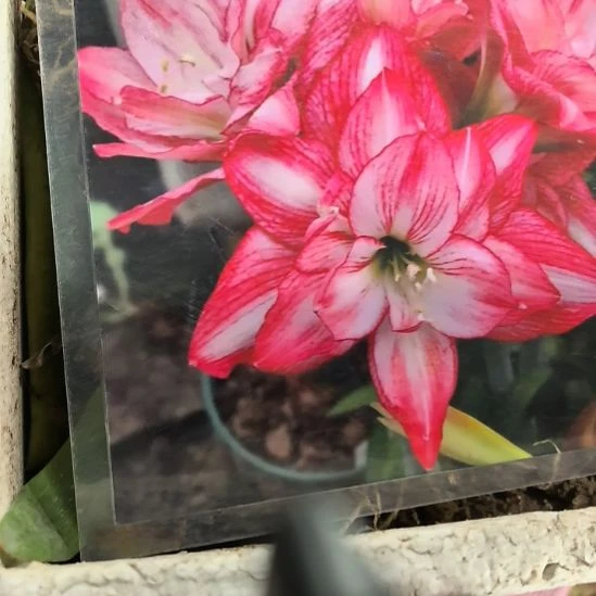 当前无花栽培后可以开花霞光5厘米裸根球