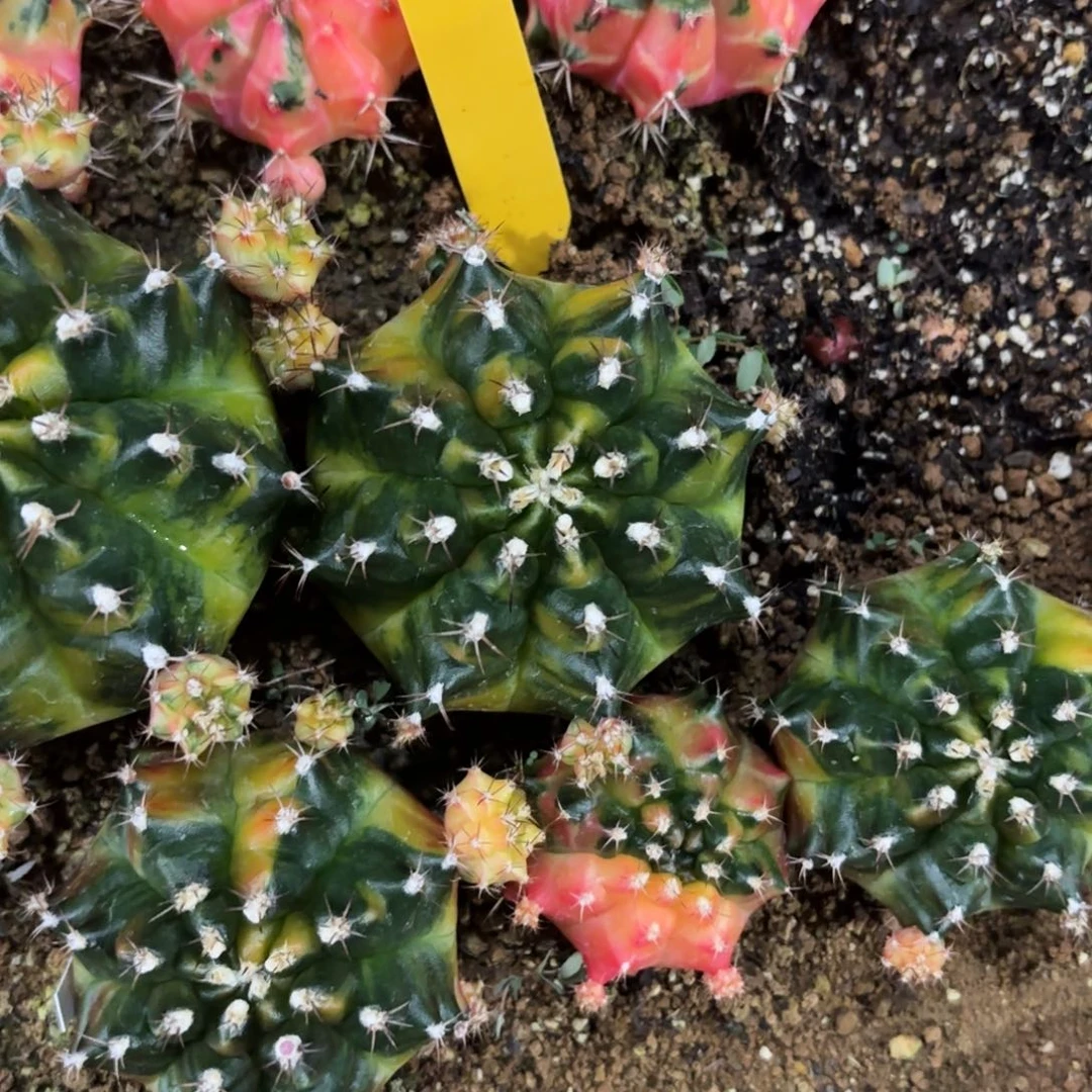 L630-1209泰国发货 暗夜骑士