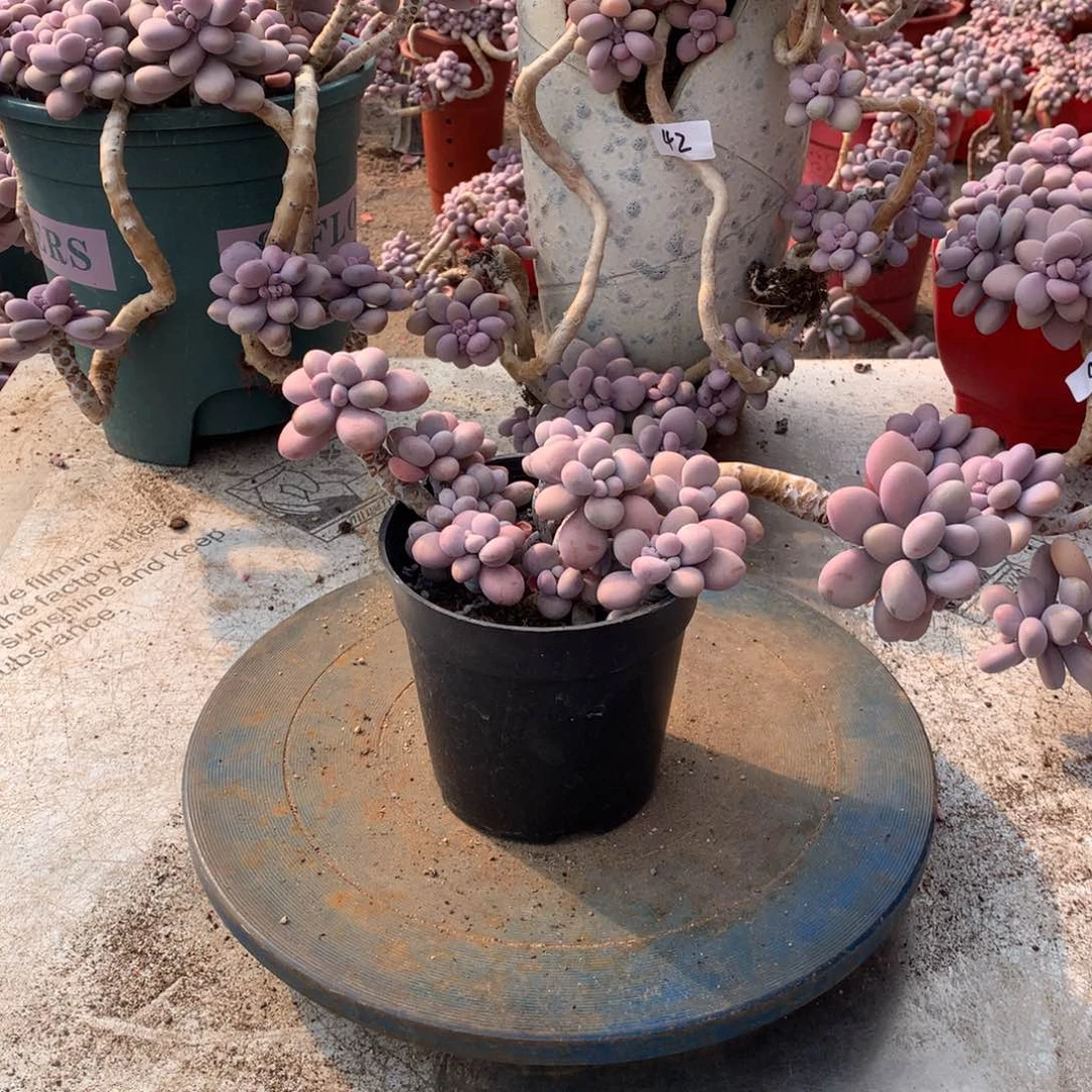 49一物一拍桃蛋老桩