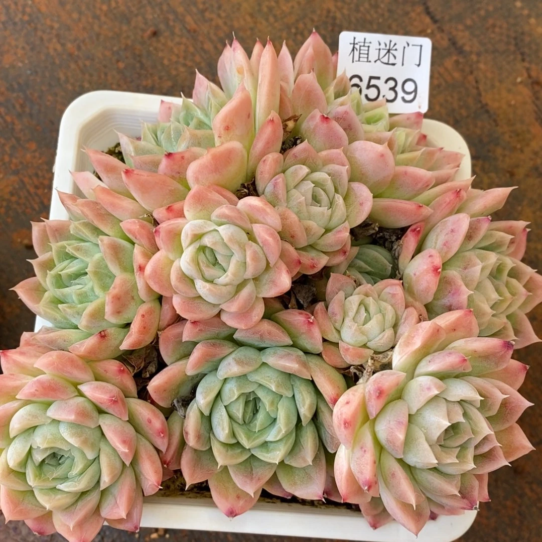 杂交精品多肉6539~14厘米