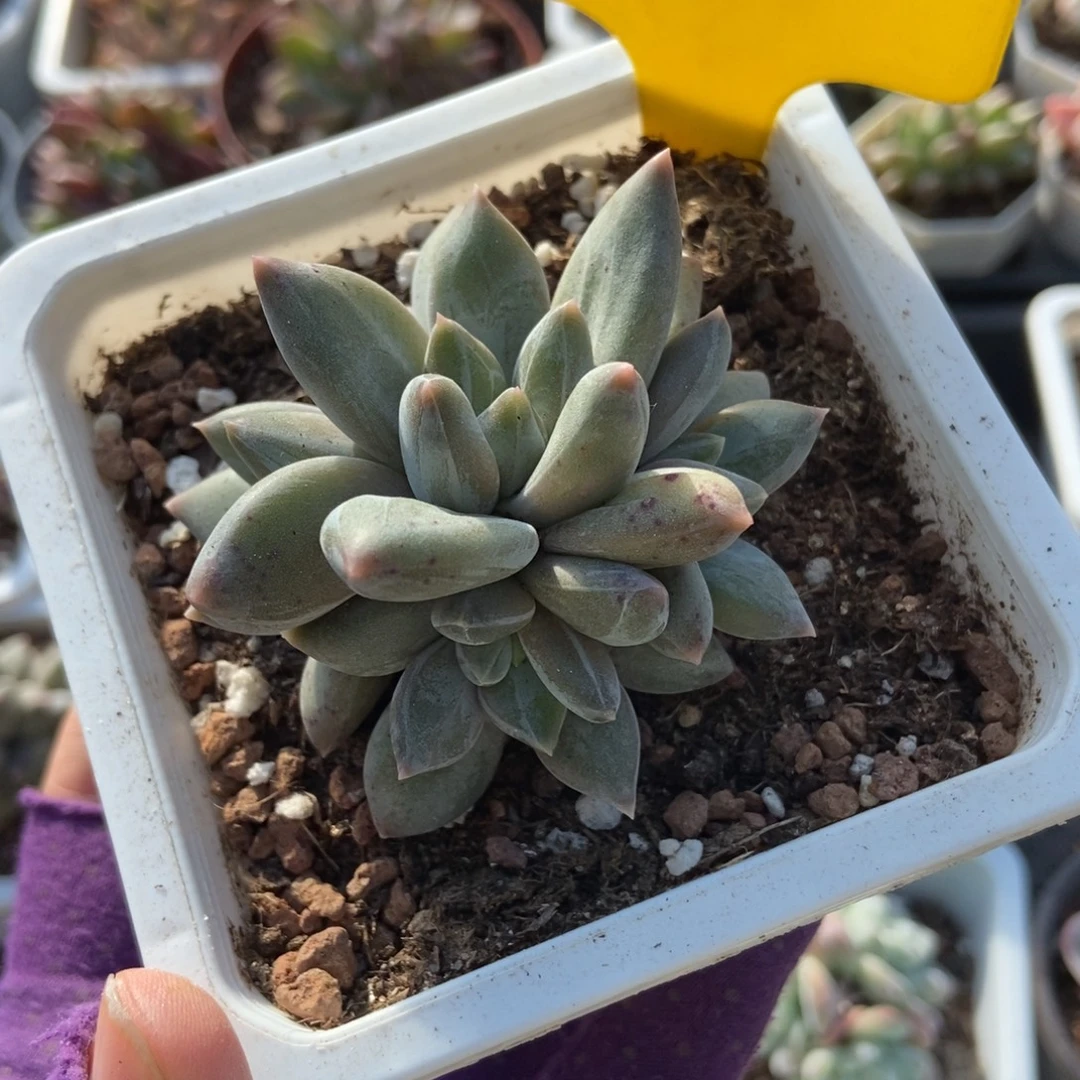 850重楼多肉植多肉植物