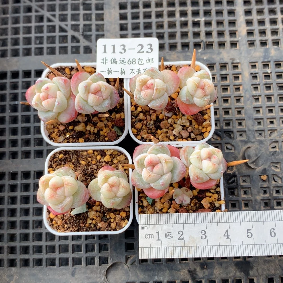雪*花23。小长腿冰玉。脱土发货。送一颗。