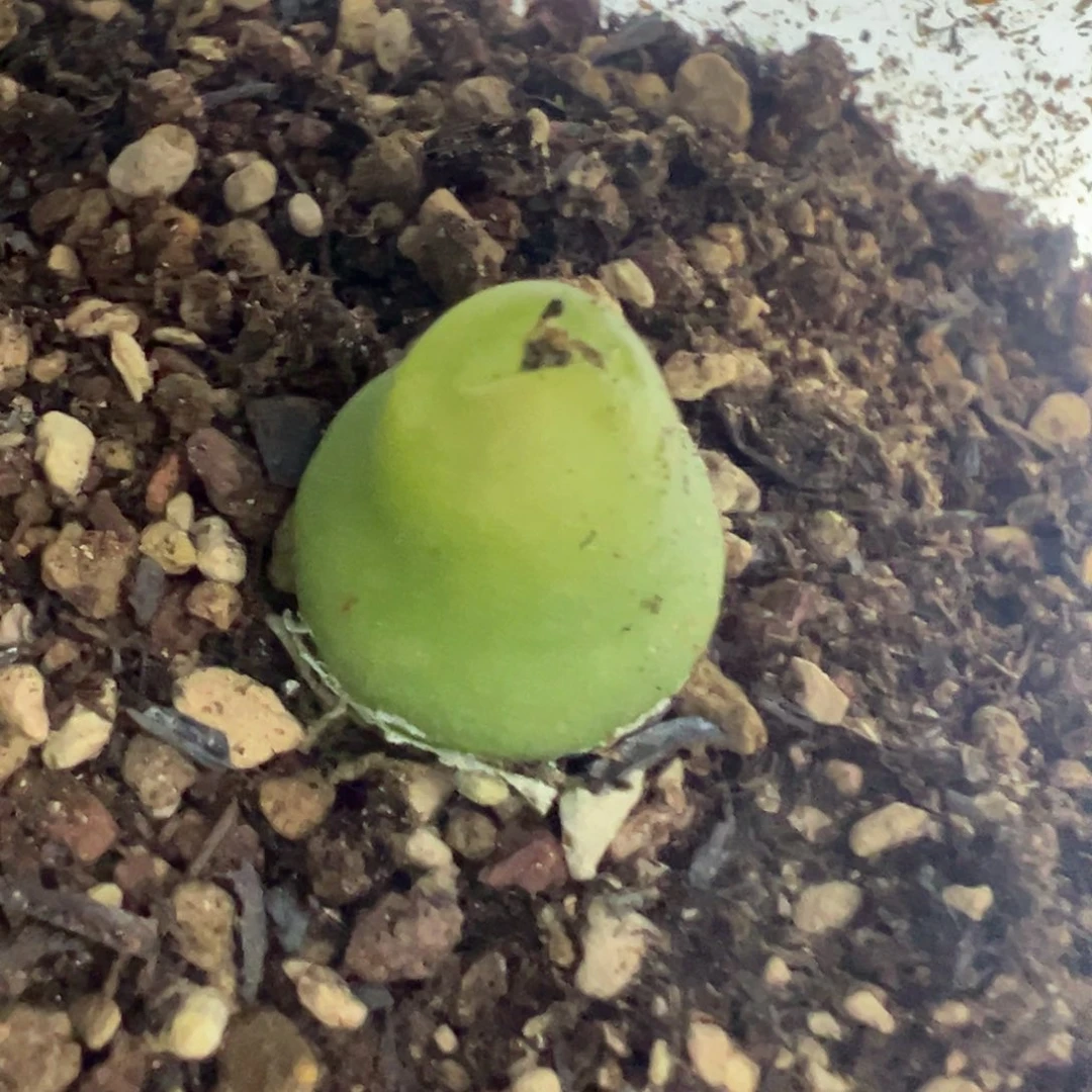 叮***叮专拍专拍 肉锥植物