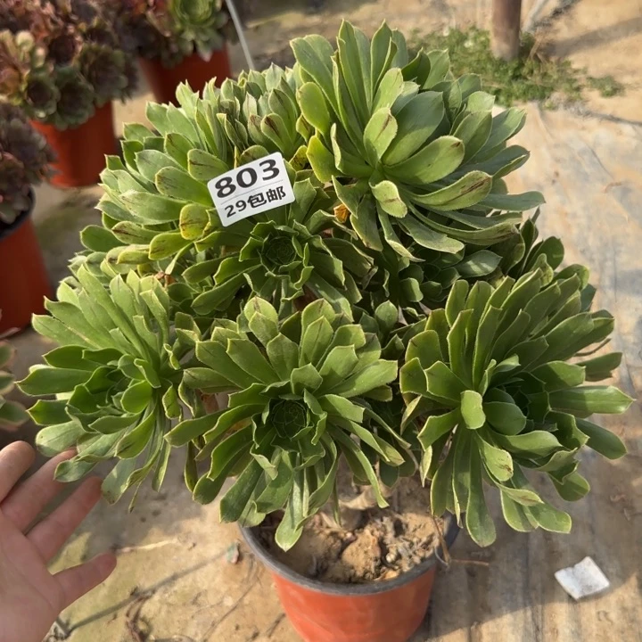 原始绿……多肉……植物