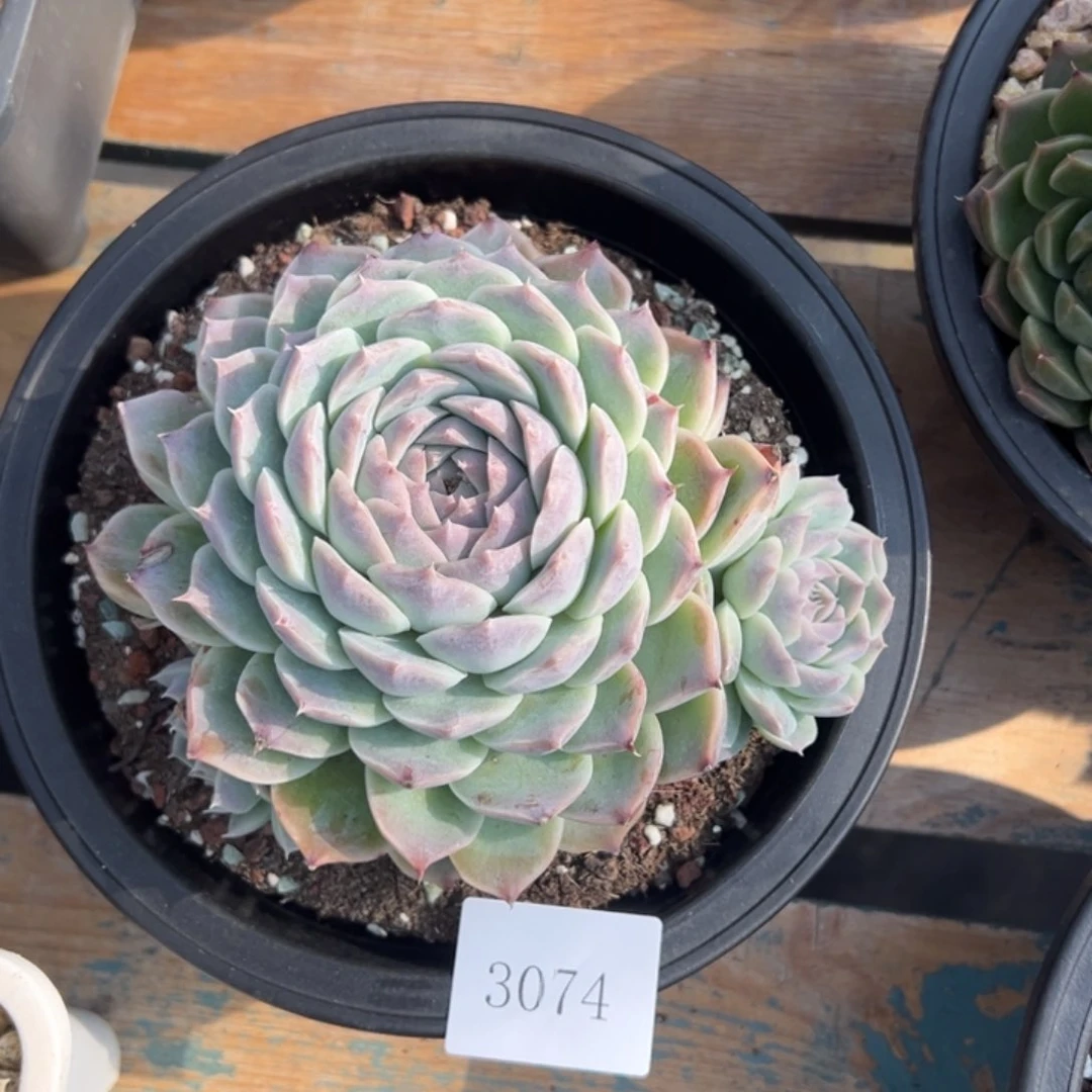 喆*3074多肉多多多多多