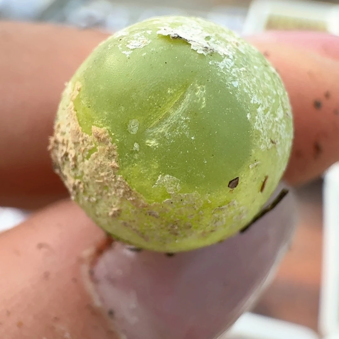 865拉拉尺寸1.3三年000000