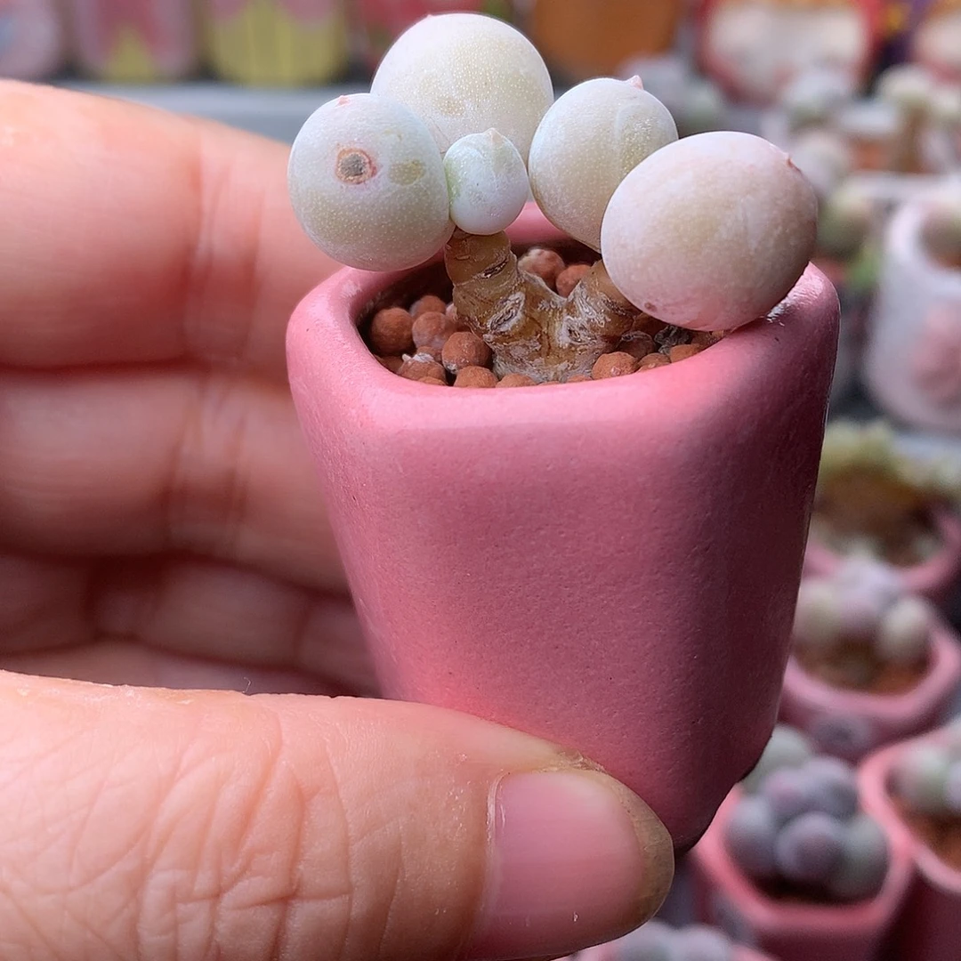 鸡蛋奶酪带盆发货