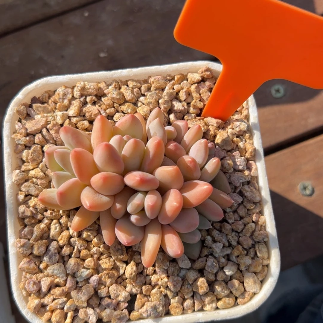 珍舞11111111111111