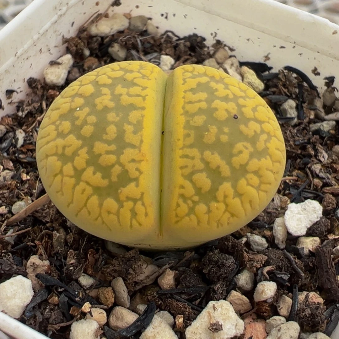 51多肉植物种类多样