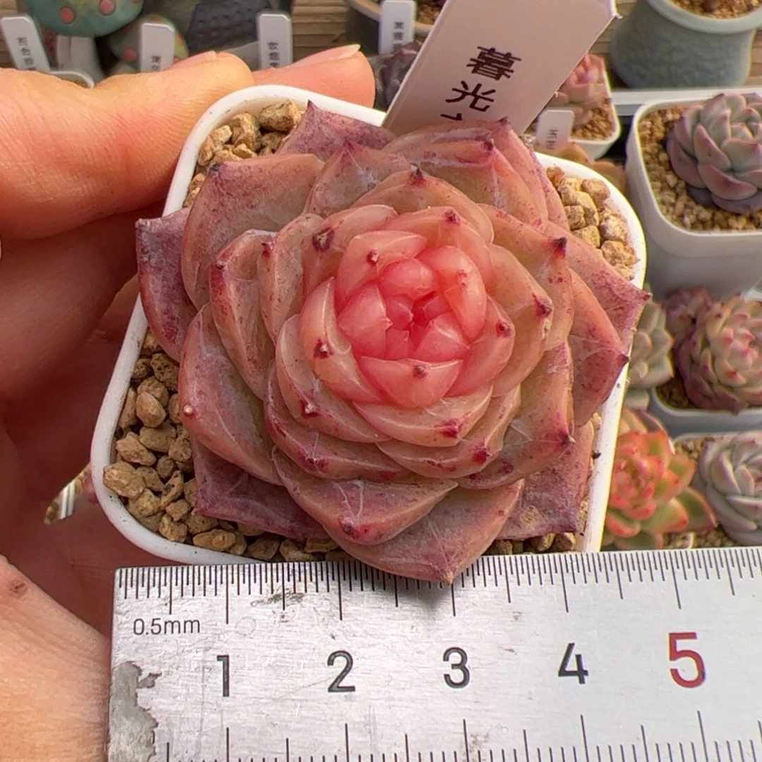 小****_155 多肉植物组合盆栽