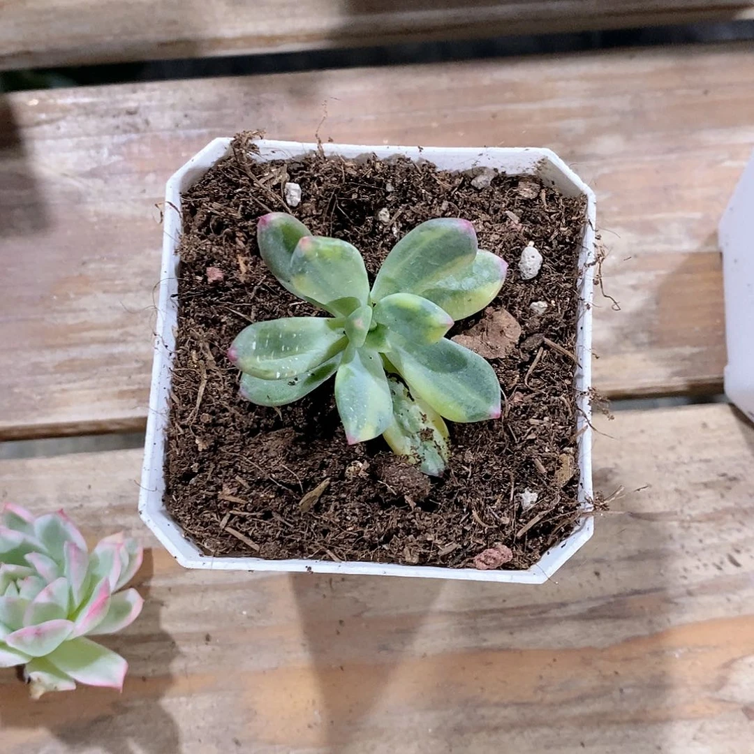 清新美人锦多肉植物老桩