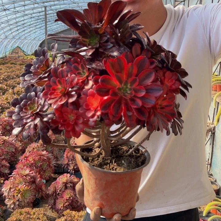 36.8美杜莎阴阳一棵