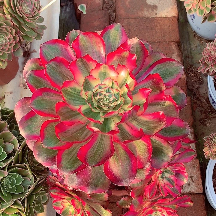 老桩巫毒白，多肉植物