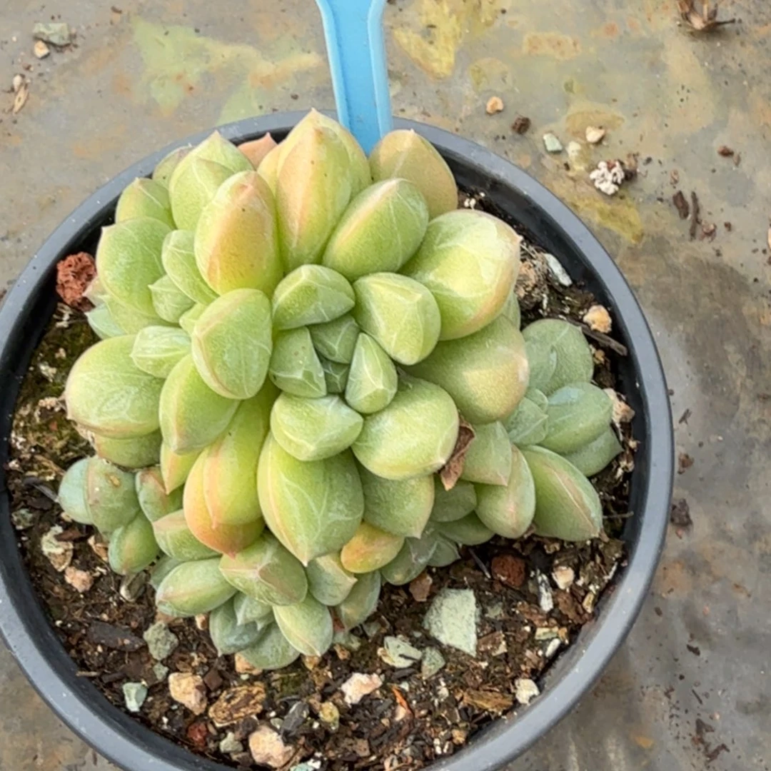 百搭翡翠一物一拍013