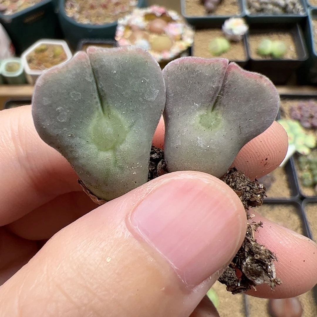 【闪购商品】230 开播福利