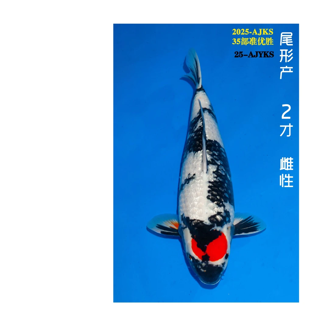 【1.4】尾形银鳞昭和