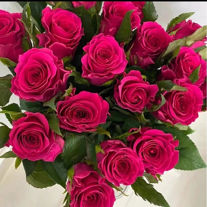 【高胜】高盛阳台盆栽月季玫瑰花庭院地栽耐旱耐寒抗病勤花切花玫瑰
