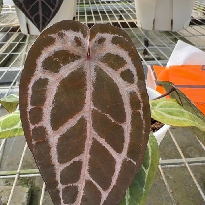 完全开放11号绝绝紫