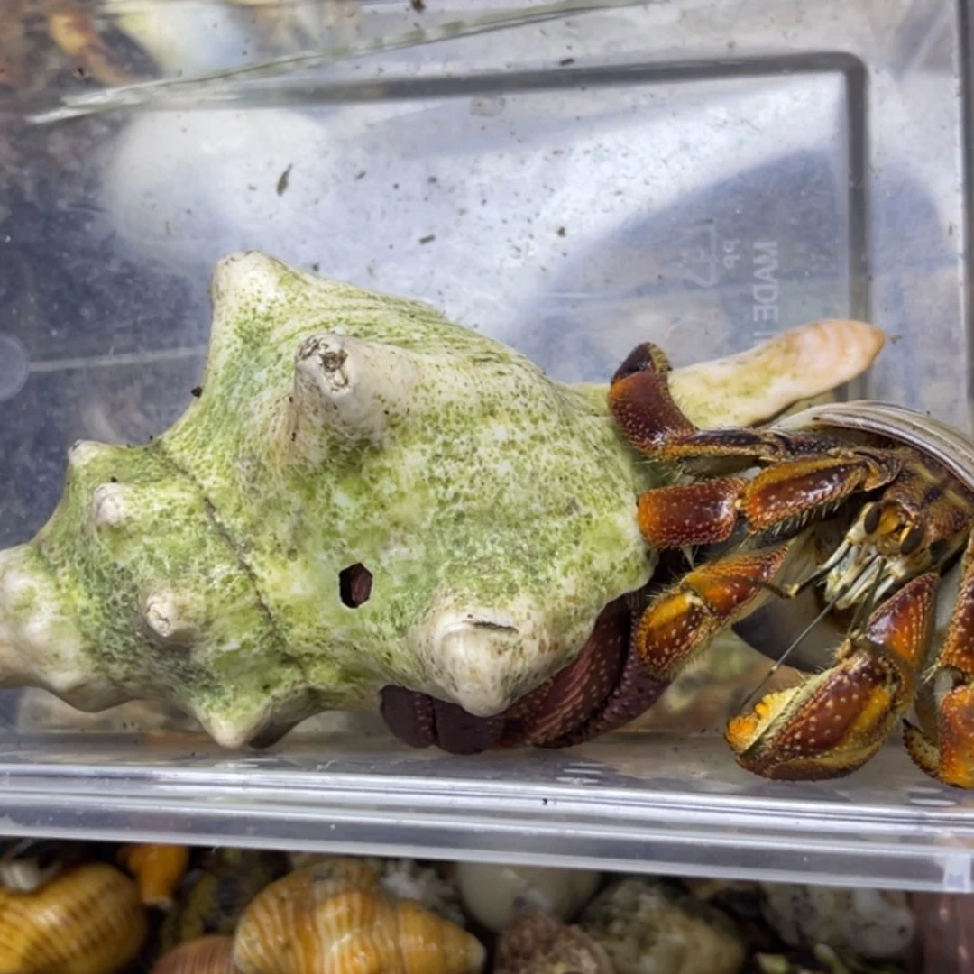 大短70厄瓜多尔60