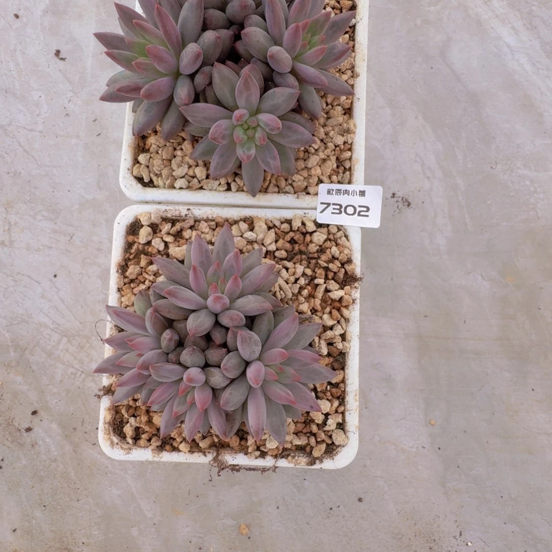 ****º多肉植物虞美人杂7302