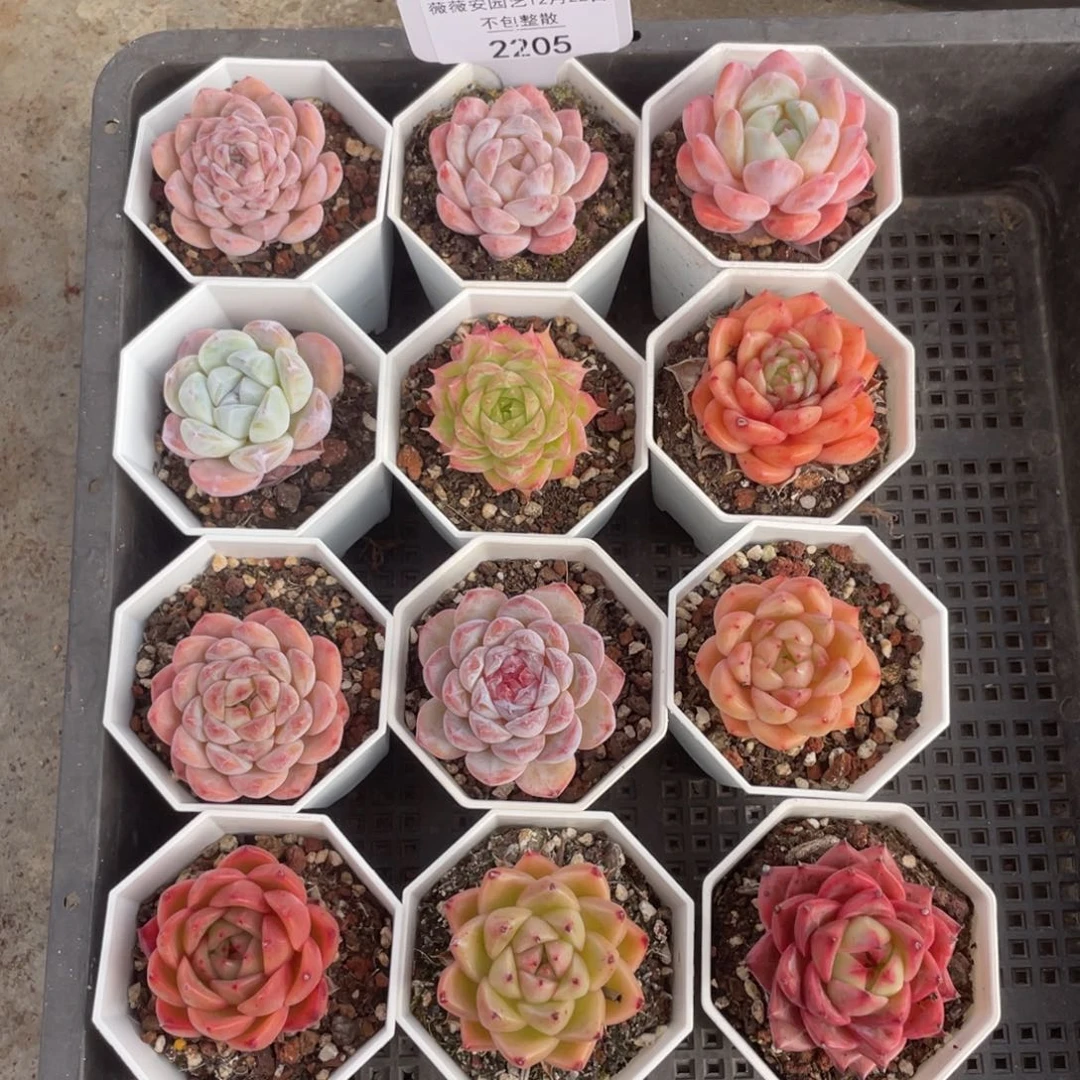 不包整散 盆子不售后2205