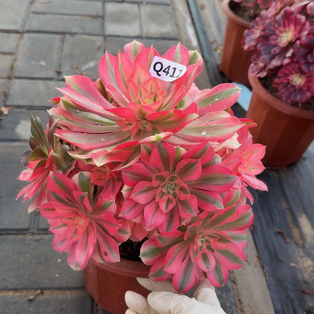 411女巫44冠服23左右