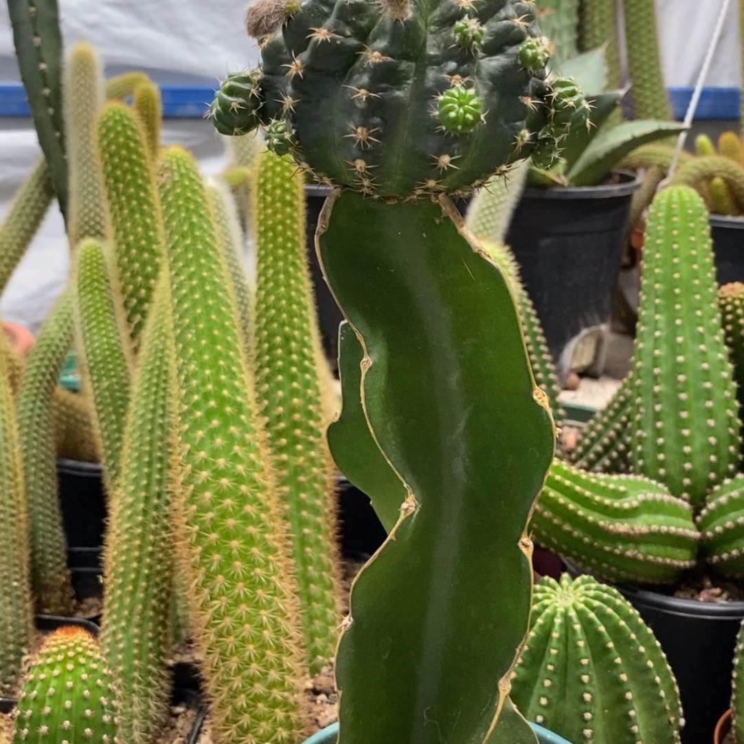 新品丽花奶酪母本带花苞