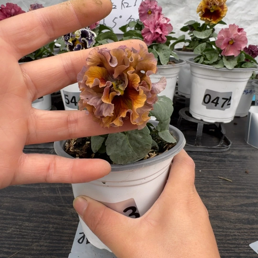 全部花朵533号礼服