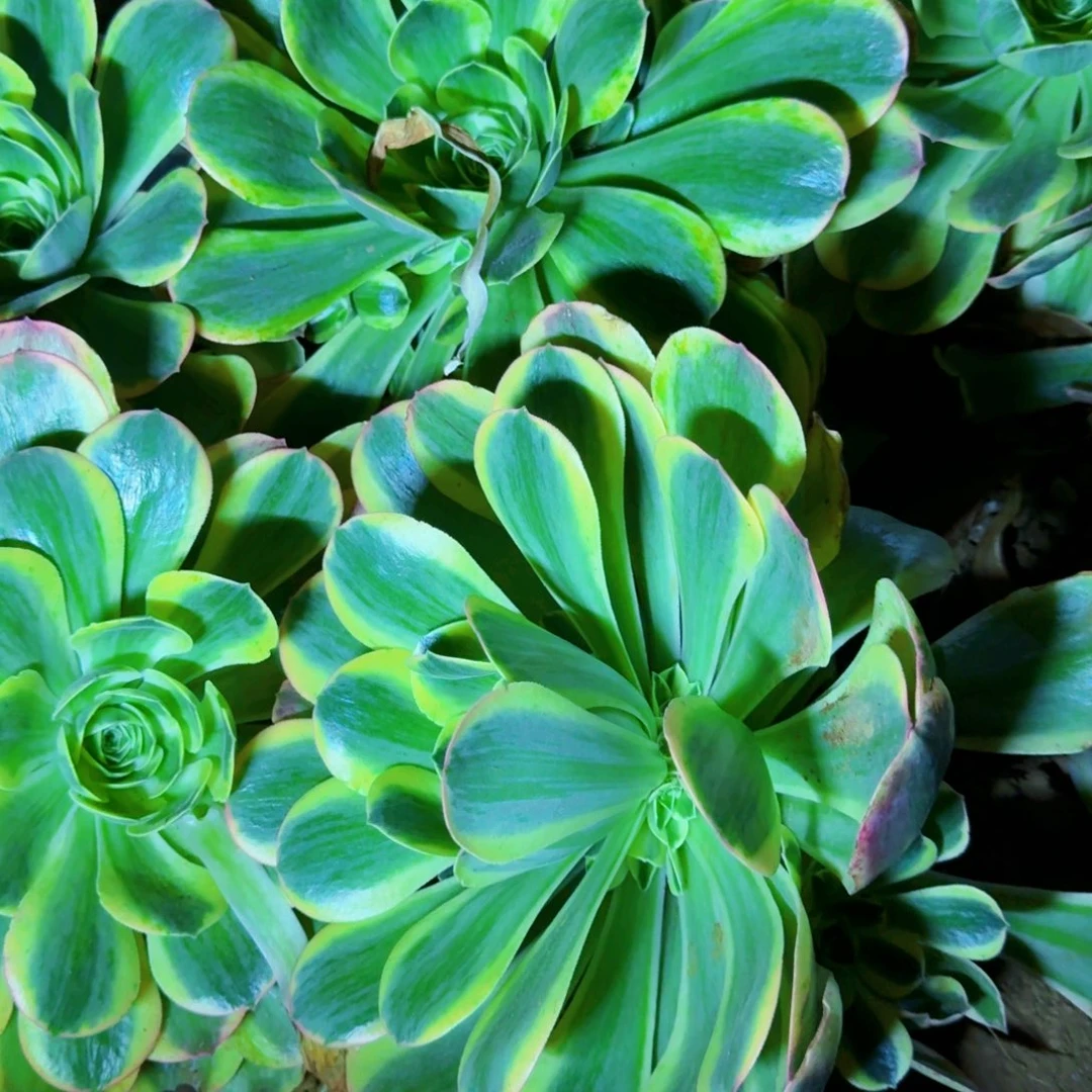 香炉盘白锦满20包邮