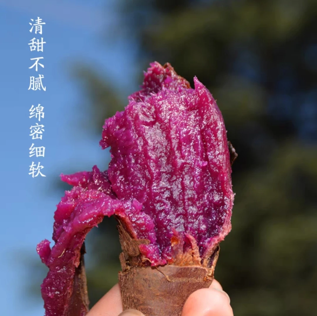 山东沙地紫薯番薯红薯软糯香甜农村美食粗粮糖心黑美人紫薯4.5斤