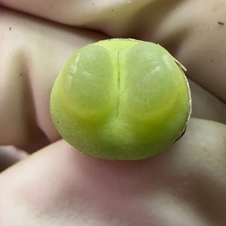 995福利福利福利1.5