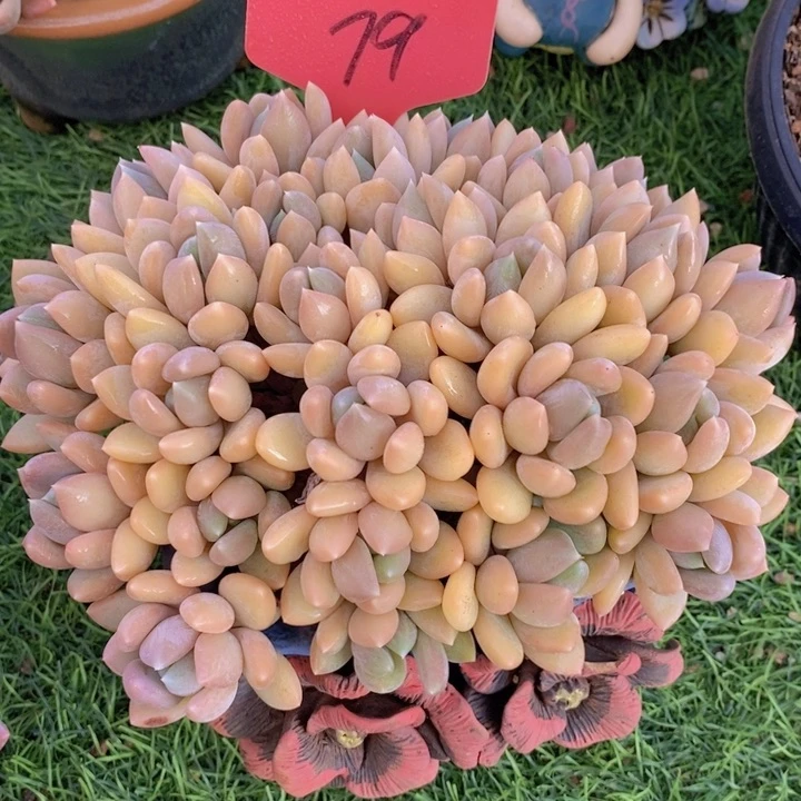 这个我都看出来这不是