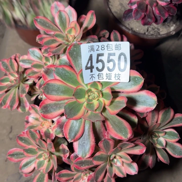 黎***后4550多肉植物热恋多肉植物