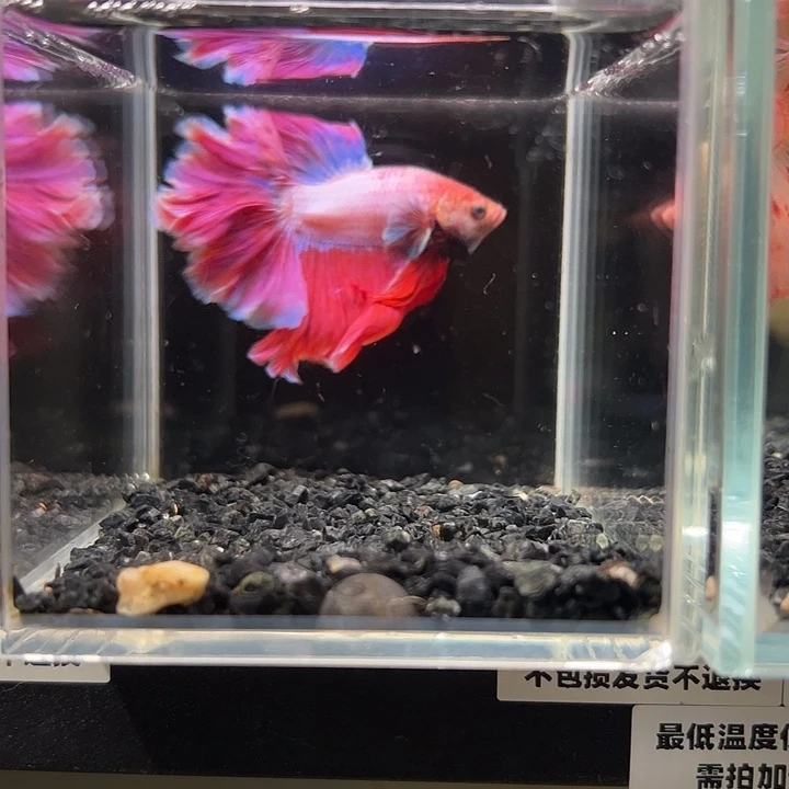 斗鱼跑单拉黑17日90