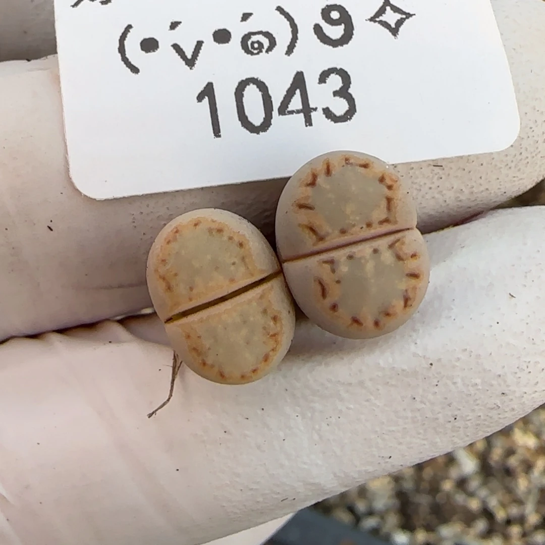 1043。ex216。黄绿饼干。