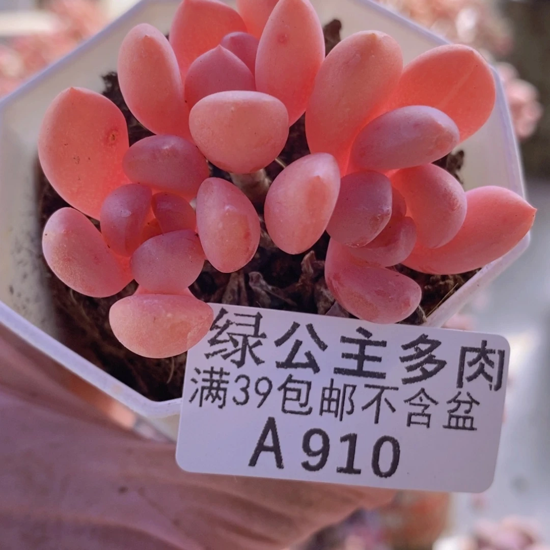 粉桃花6cm910多肉酱