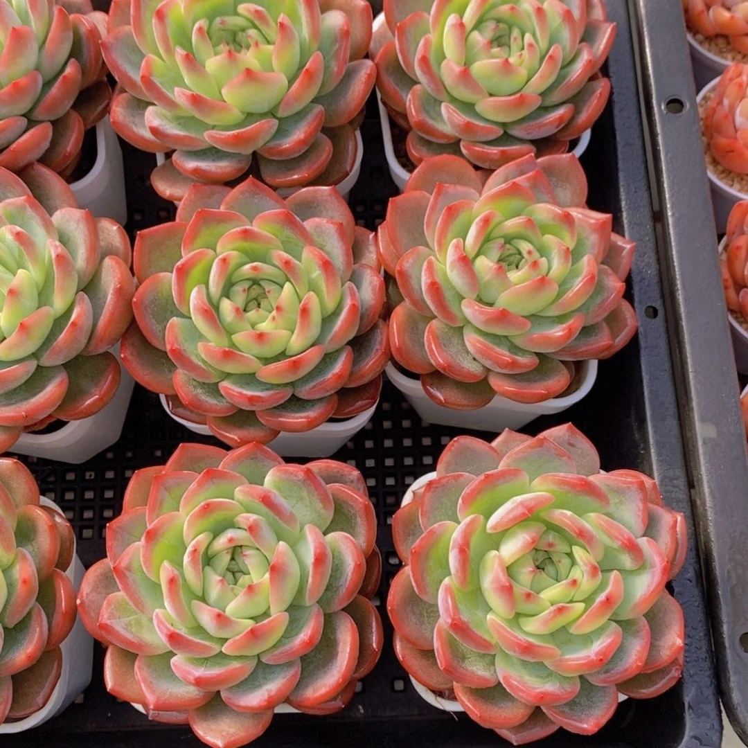 量拍36号 正版精品母本红鸾一个