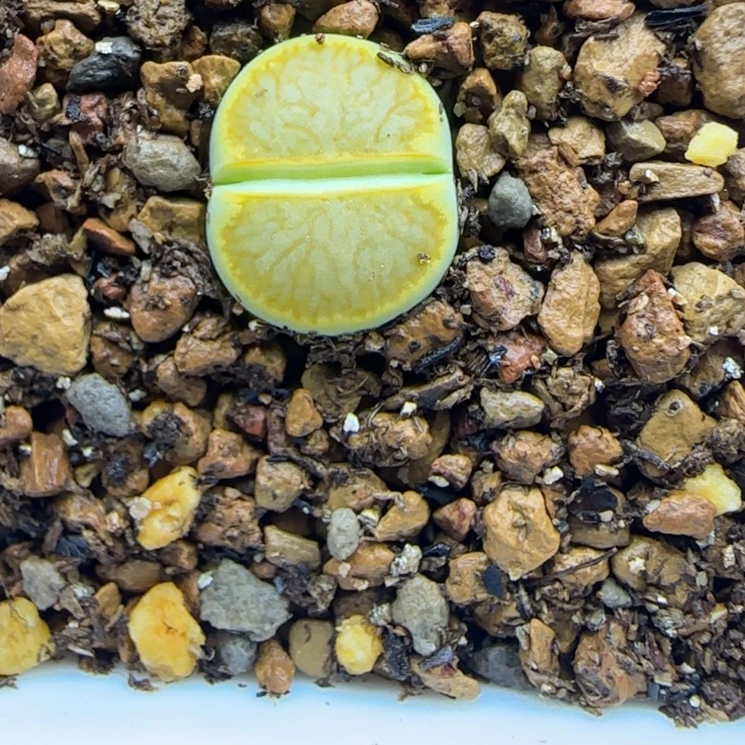 876 生石花大棚直播