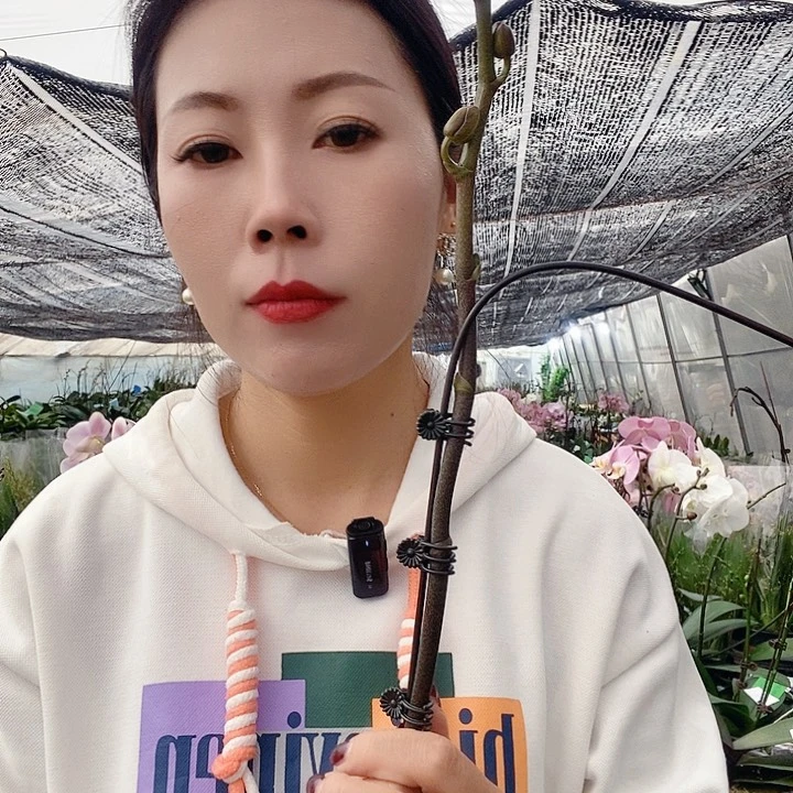 无花朵幻影蝴蝶兰