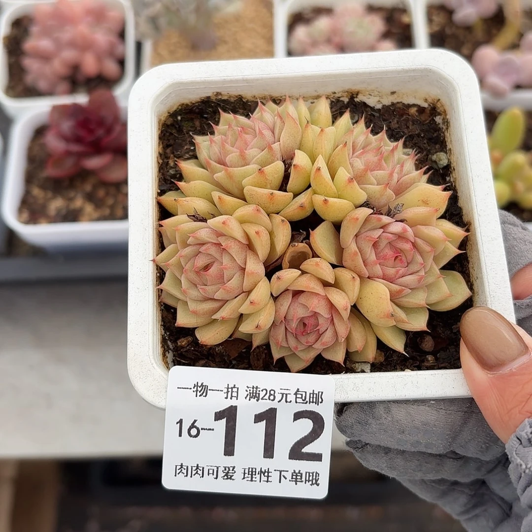 笨吧无盆土发货无