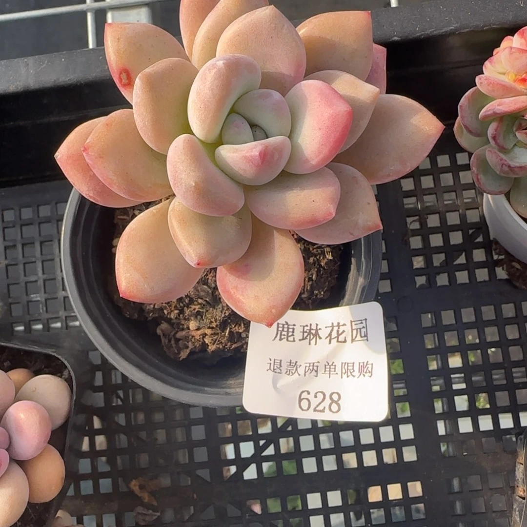 闪购精品多肉628号