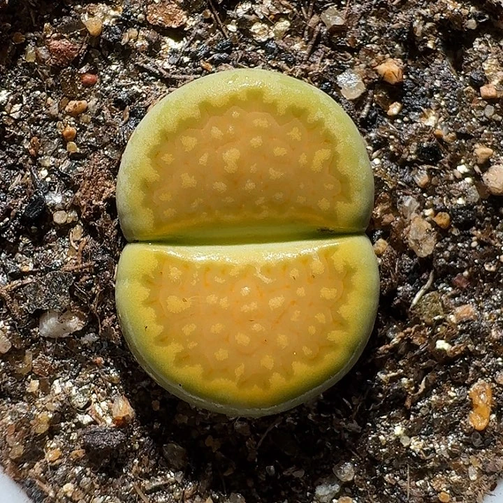 生石花111111。  328