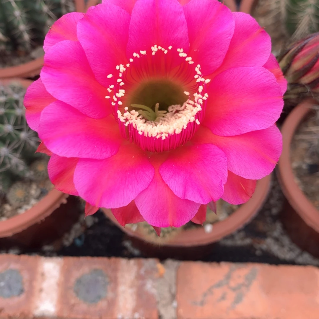 ?**?9674实生彩草15公分杯