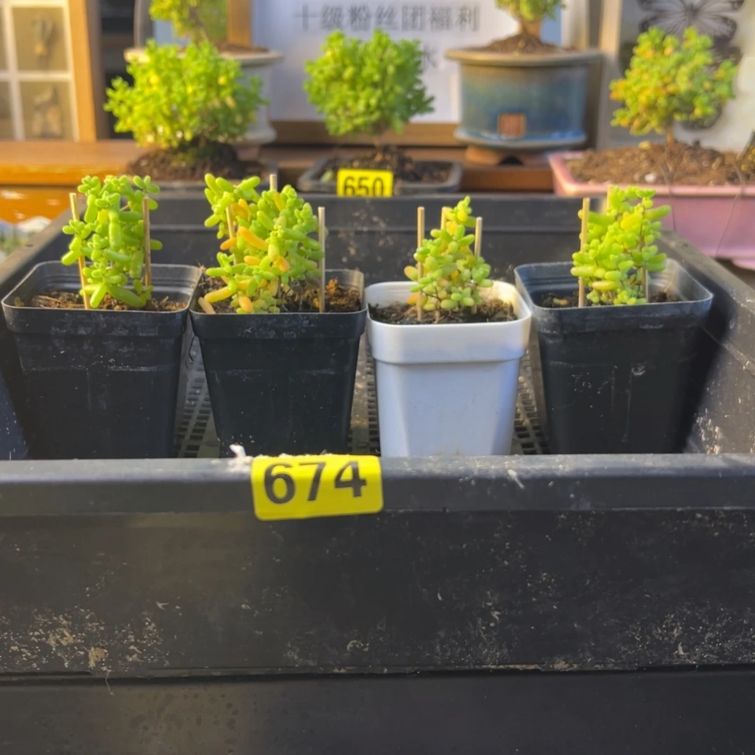 枝干番杏多肉植物674