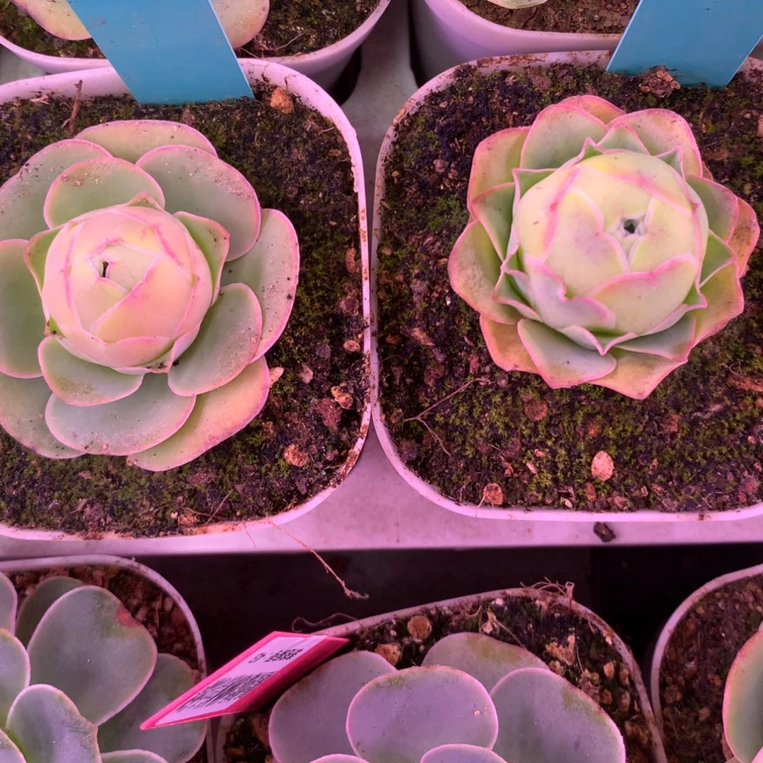 张*拉一物一拍组合福利280