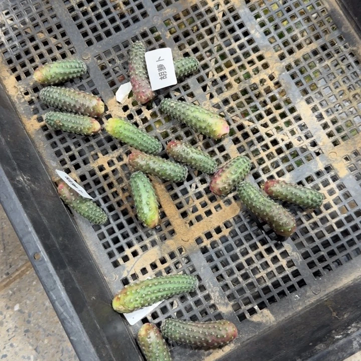 233丽花胡萝卜一个无根侧牙很小，20包邮
