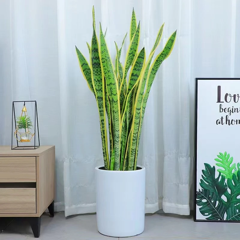 金边虎皮兰室内绿植办公室植物净化空气吸甲醛植物好养活懒人植物