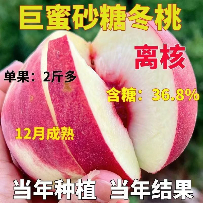 桃树树苗嫁接苗冬桃脆甜桃子庭院南北方盆栽特大地栽种植当年结果
