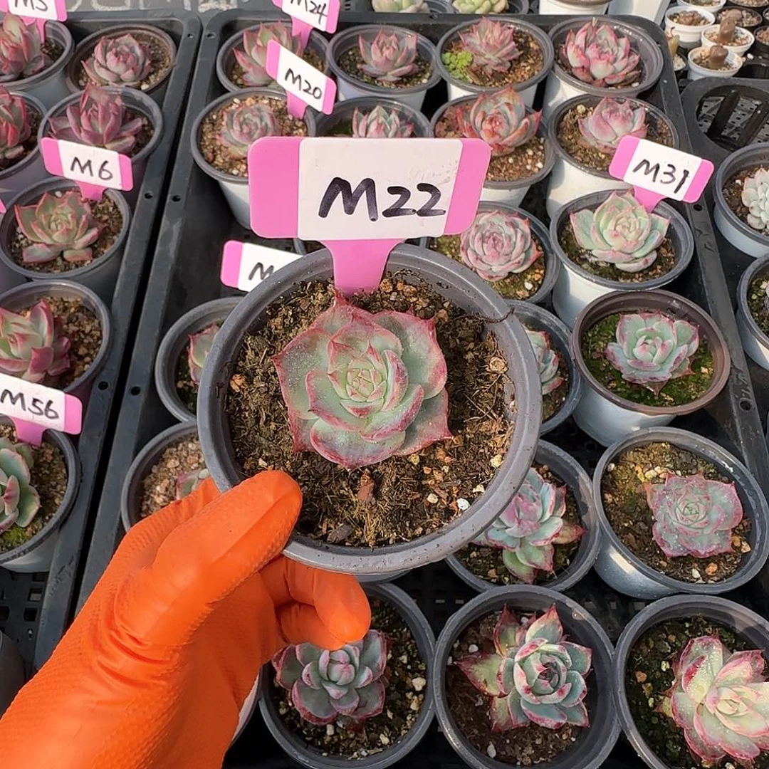 熊***毛M22惊鸿单头多肉