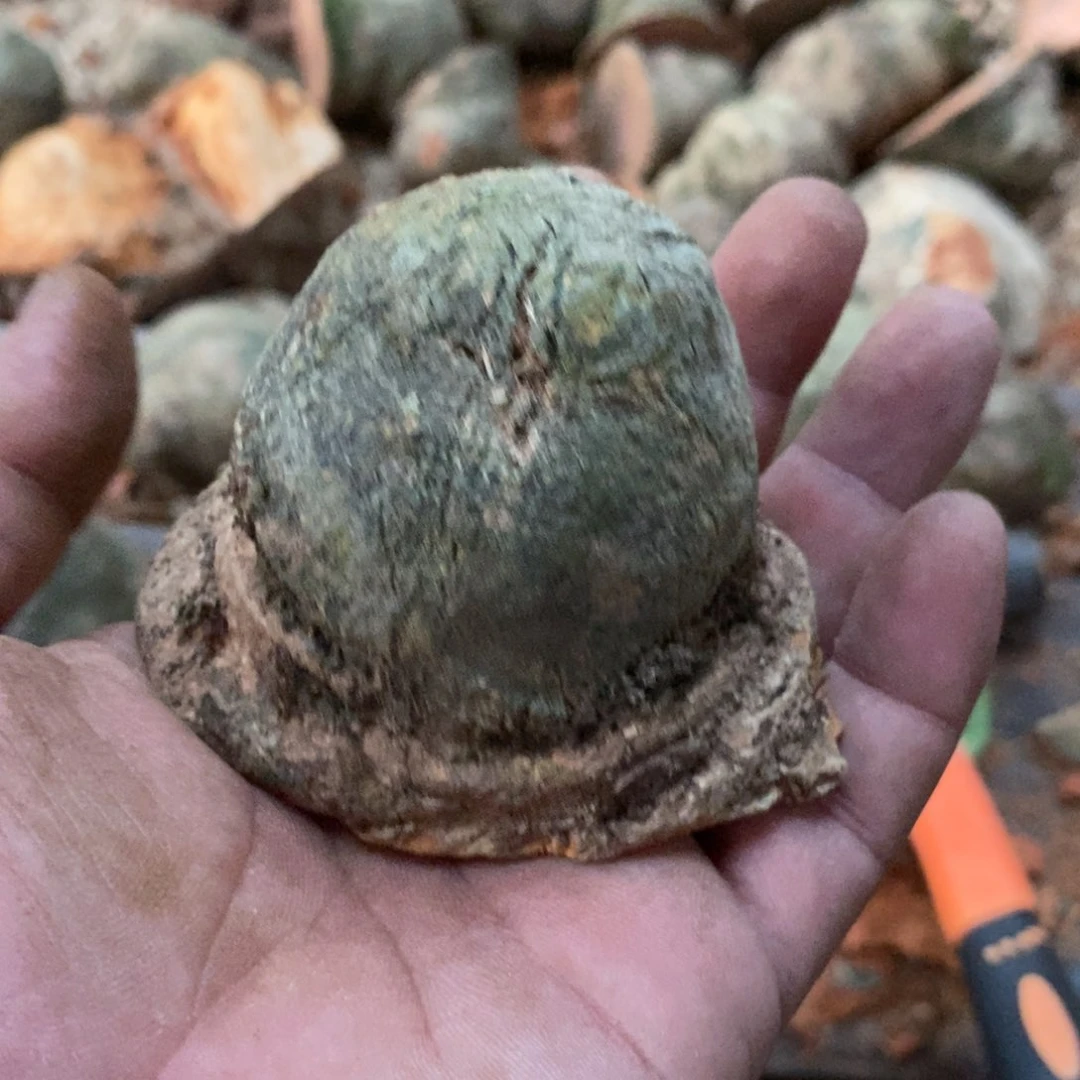 荔枝木小*呀荔枝木原材料